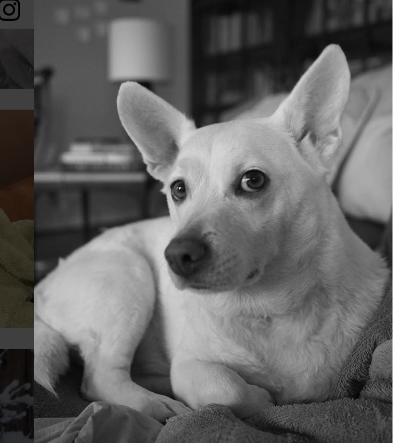 A Labrahuahua lying on the couch