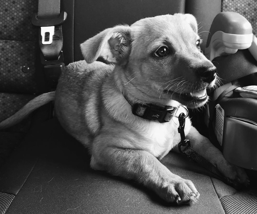 A Labrahuahua lying on the floor