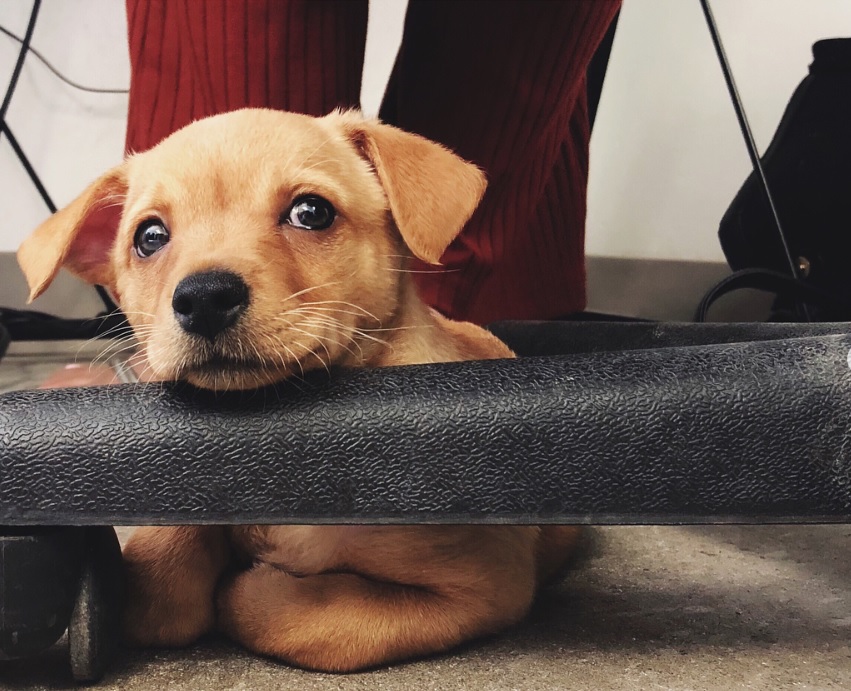 A Labrahuahua lying on the floor under the chair