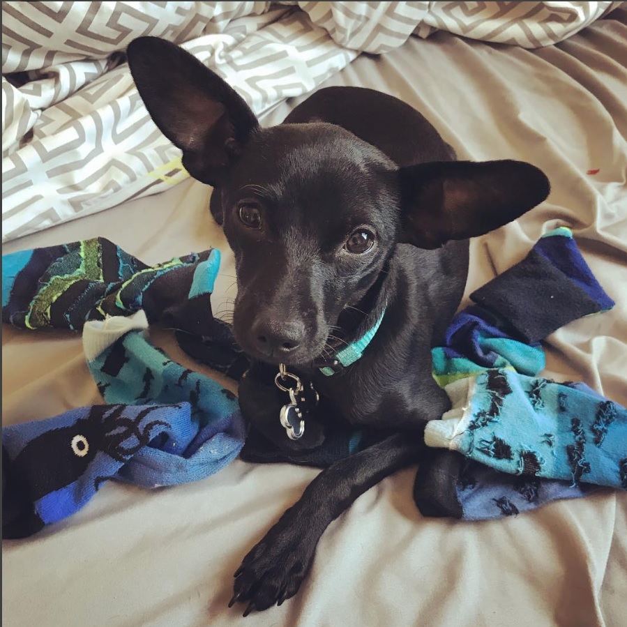 A Labrahuahua lying on the bed