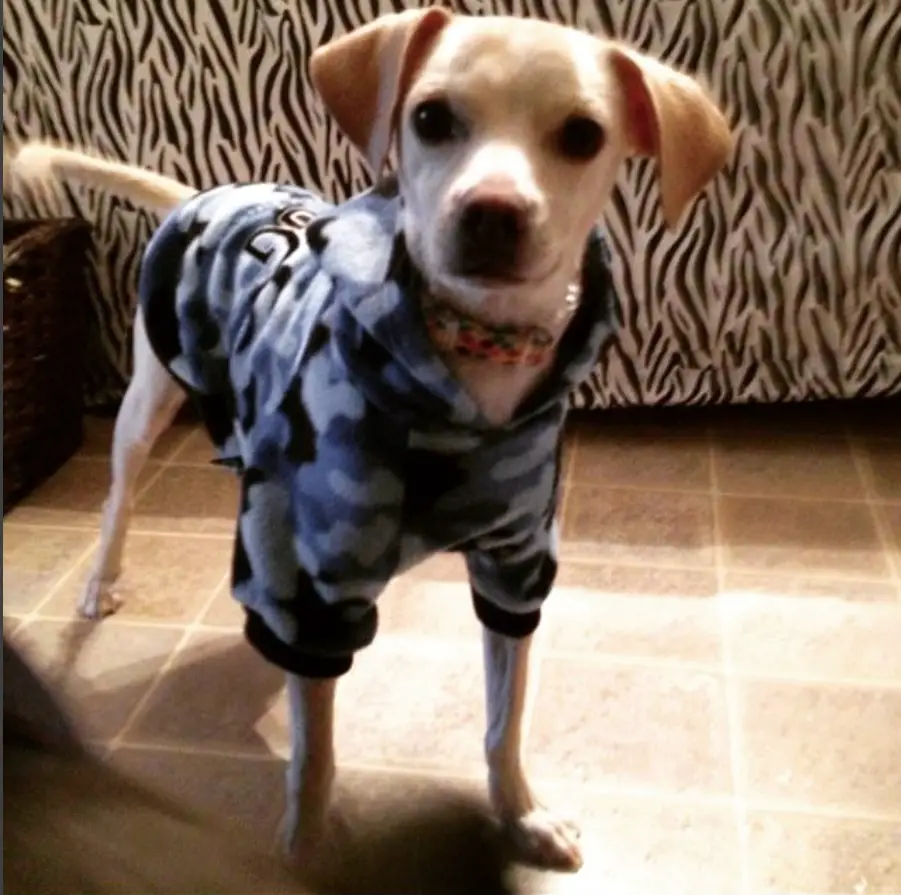 A Labrahuahua wearing a jacket while standing on the floor