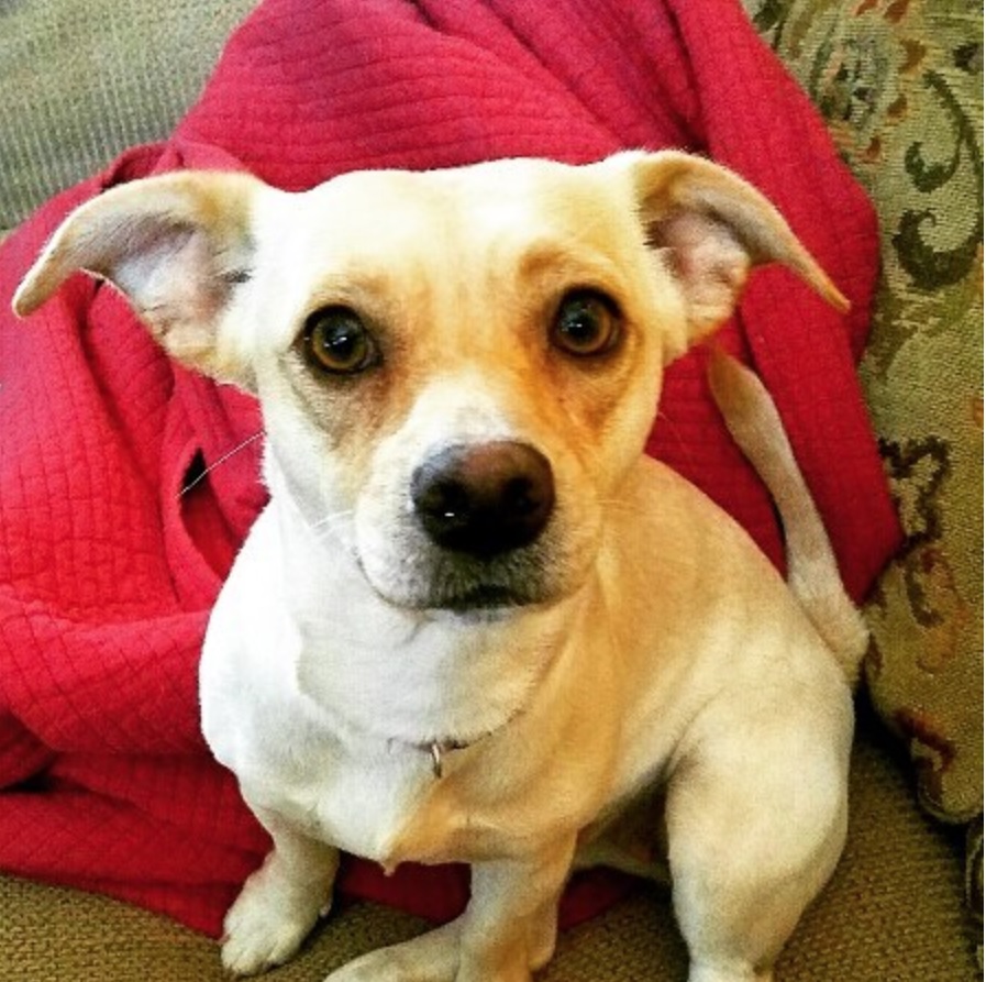 A Labrahuahua sitting on the couch