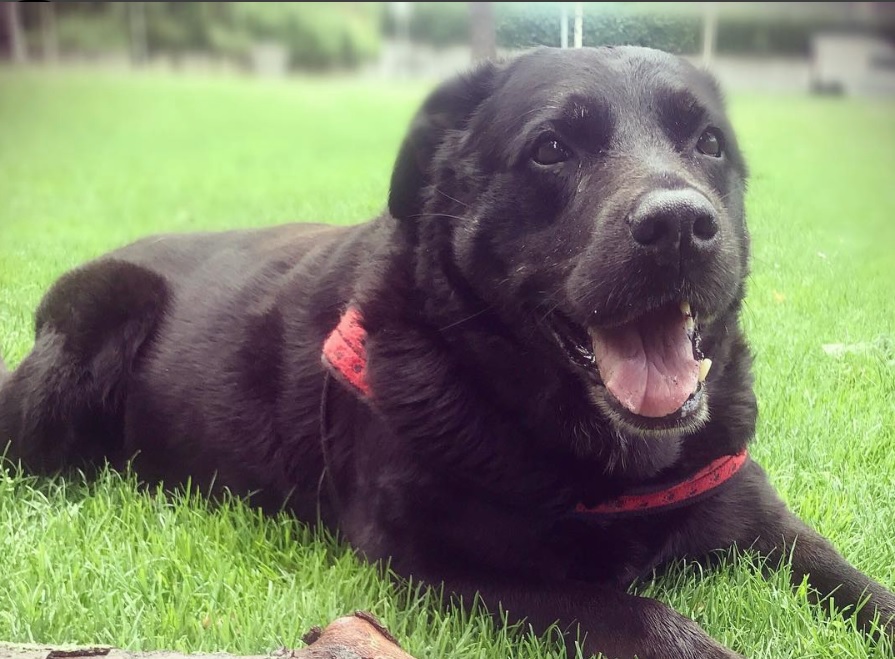 A black Labrottie lying on the grass while smiling