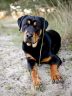 15 Labrador Retrievers Mixed With Rottweilers | The Paws