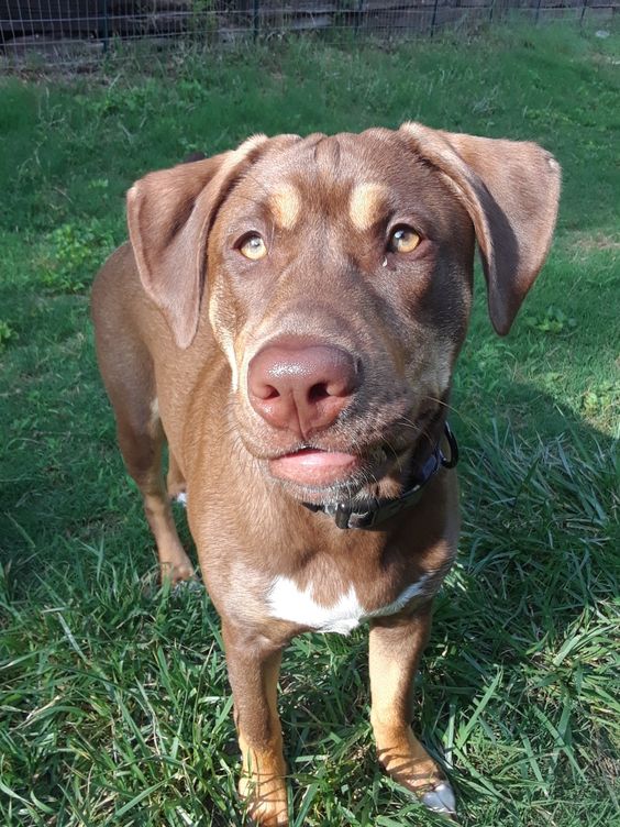 rottweiler and chocolate lab mix