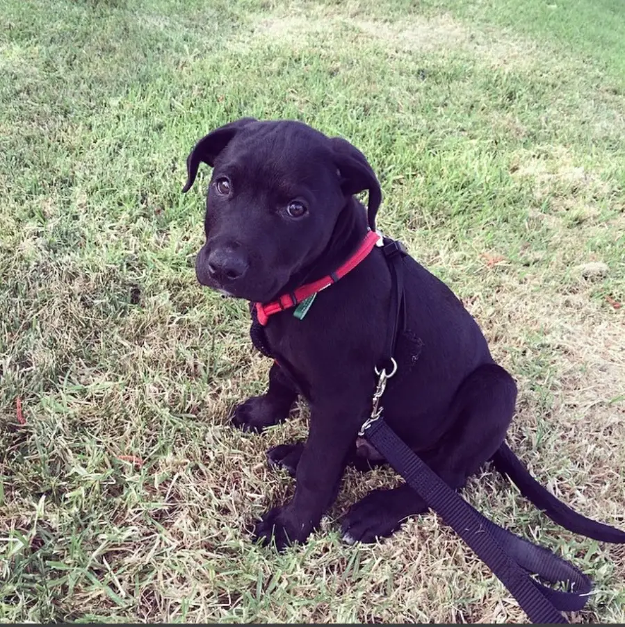 A Labrottie puppy sitting on the grass