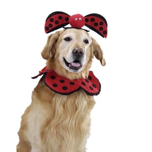 Golden Retriever in Lady bug costume