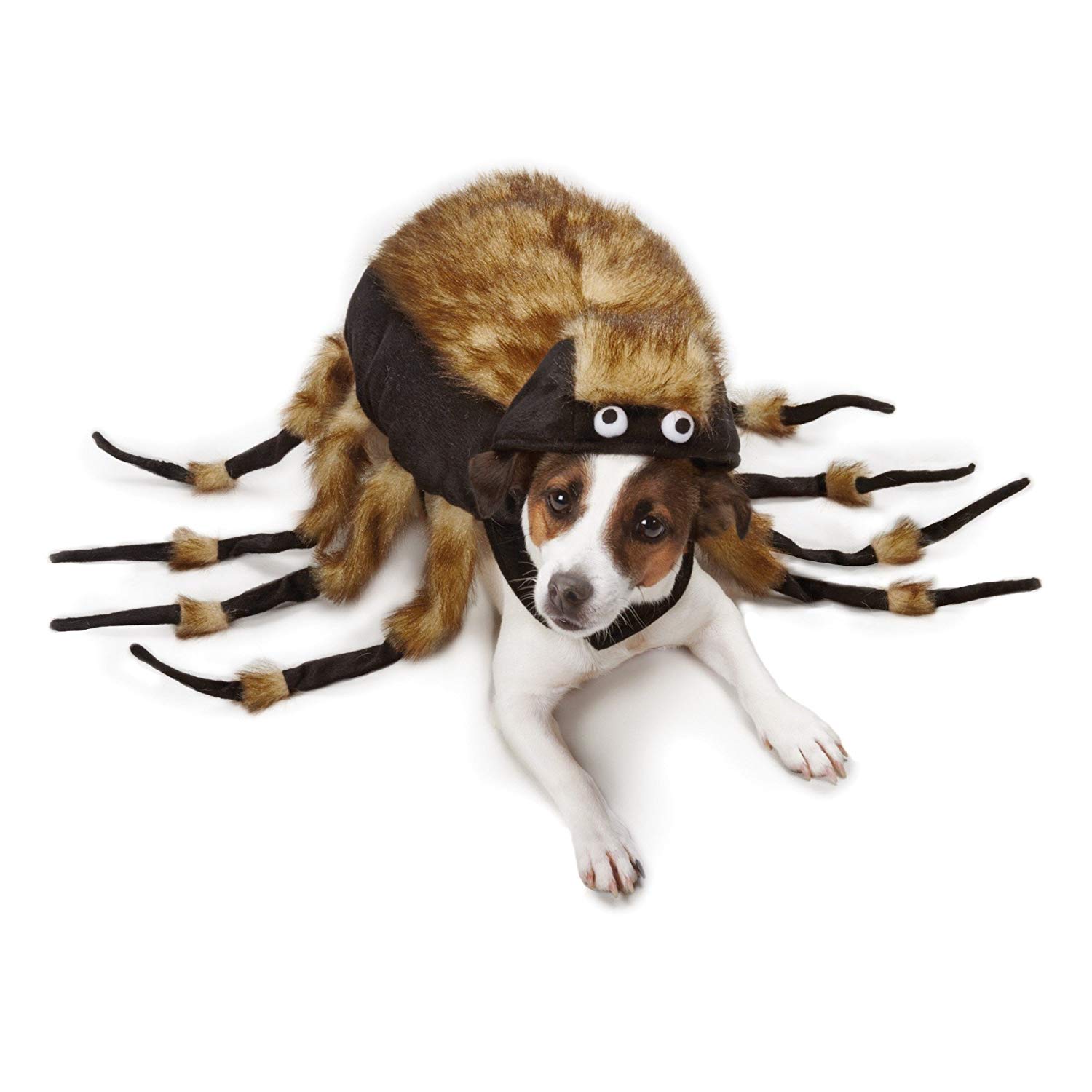 Jack Russel Terrier in Fuzzy Tarantula costume