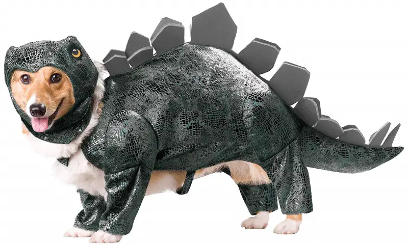 Corgi in Stegosaurus costume