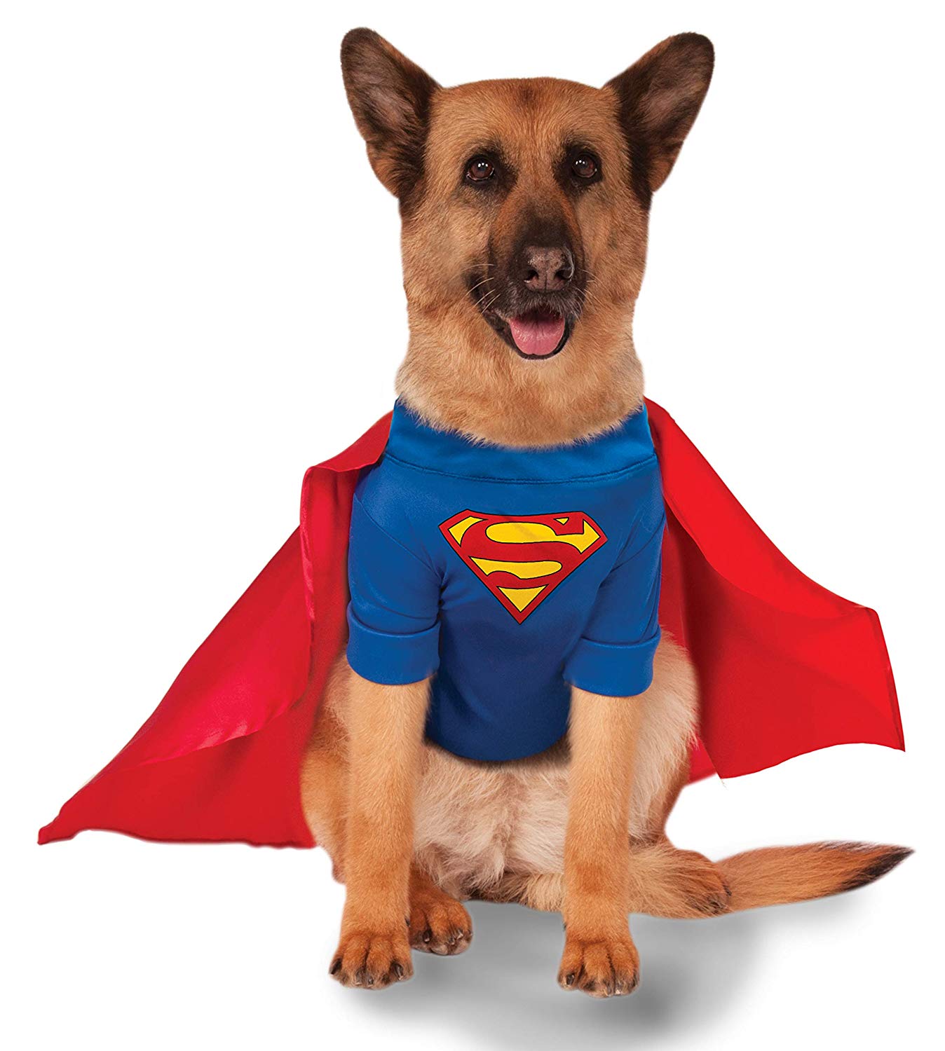 Corgi mixed with German Shepherd dog in Superman costume