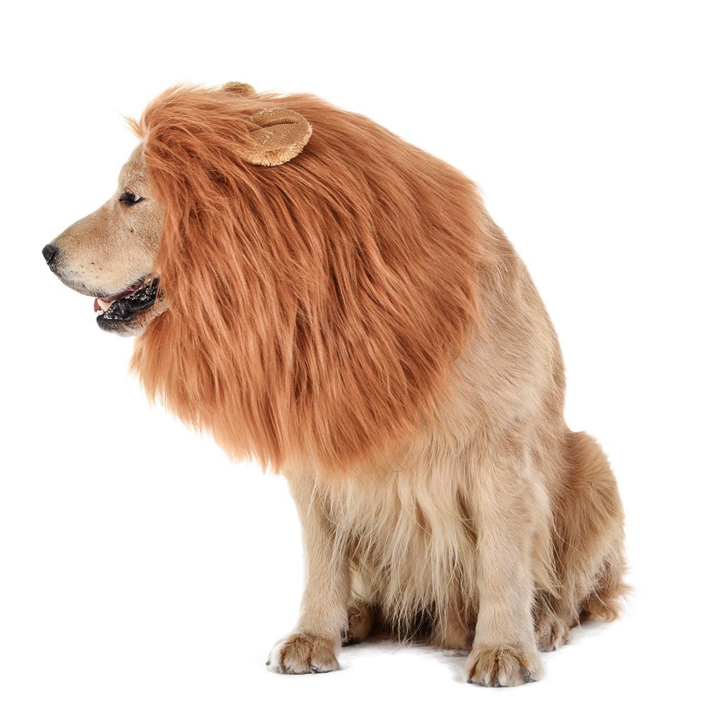 Golden Retriever in Lion Mane Costume