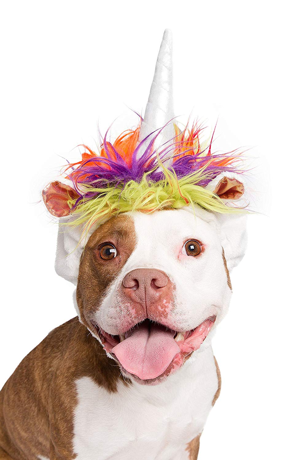 Pitbull with unicorn headpiece