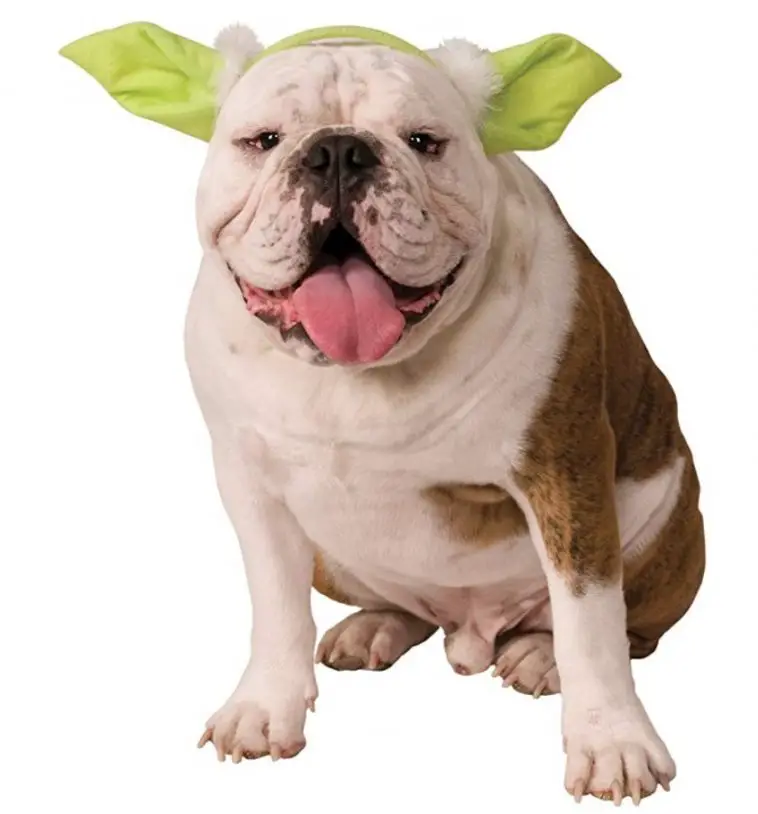 Bulldog in Yoda headpiece