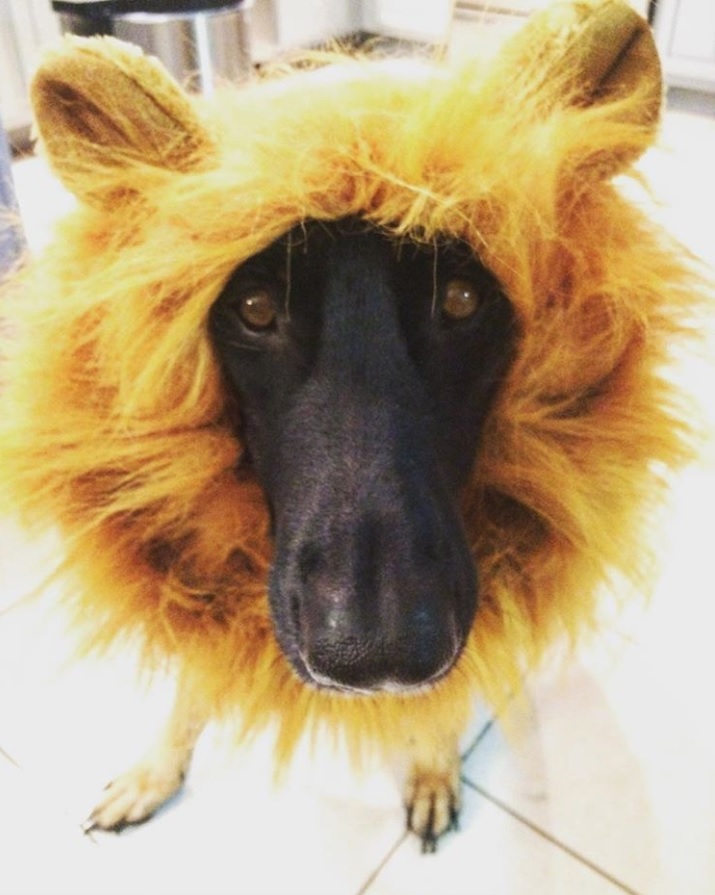 German Shepherd in lion costume