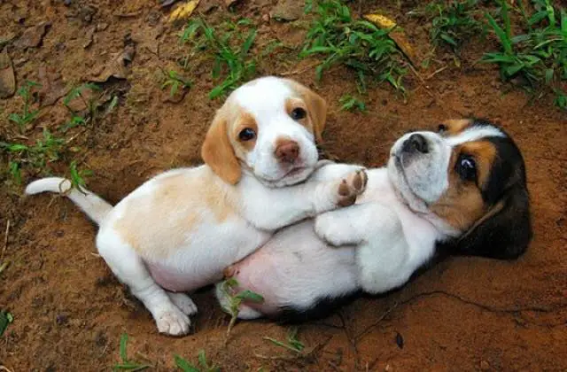 two Beagle puppies lying on the ground