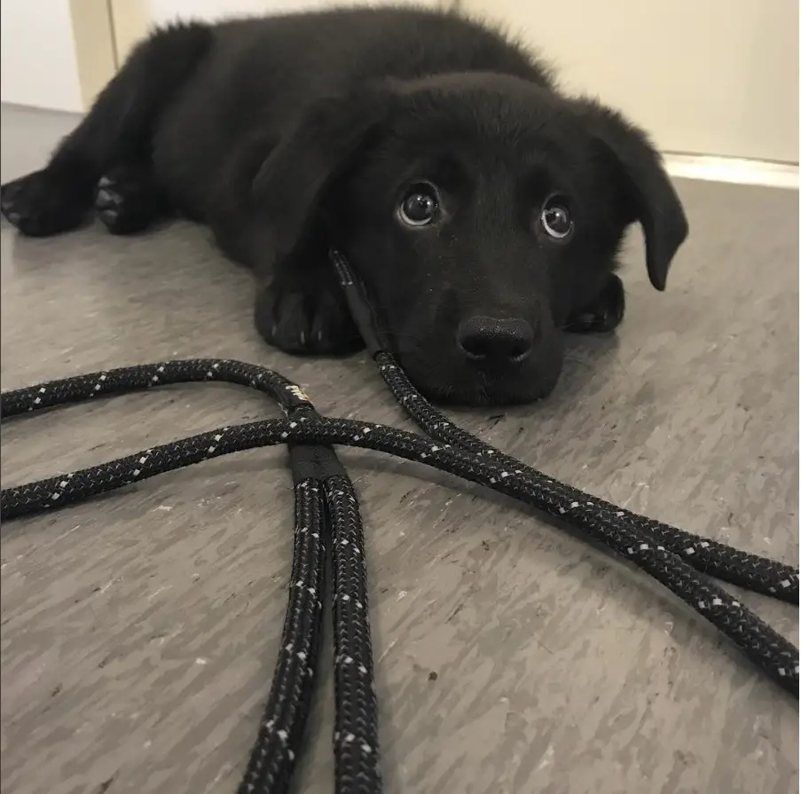 A Black Golden Retriever puppy lying on the floor while looking up with its adorable eyes