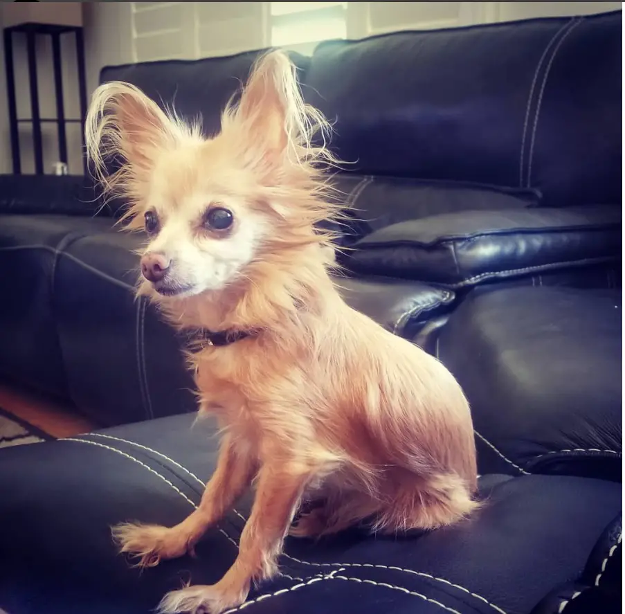 A Long Haired Chihuahua sitting on the couch
