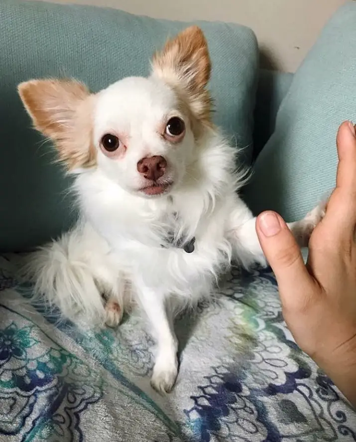 A Long Haired Chihuahua sitting on the couch while giving a paw