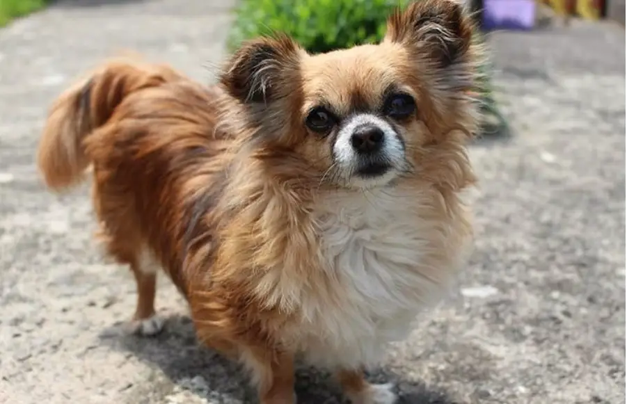 A Long Haired Chihuahua standing on the pavement