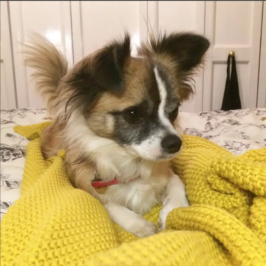 A Long Haired Chihuahua lying on the bed