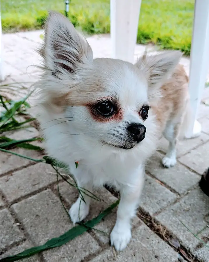 A Long Haired Chihuahua standing on the pavement in the backyard