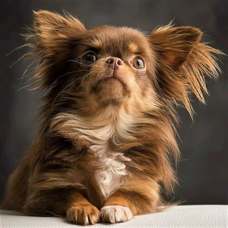 A Long Haired Chihuahua lying on the couch while looking up