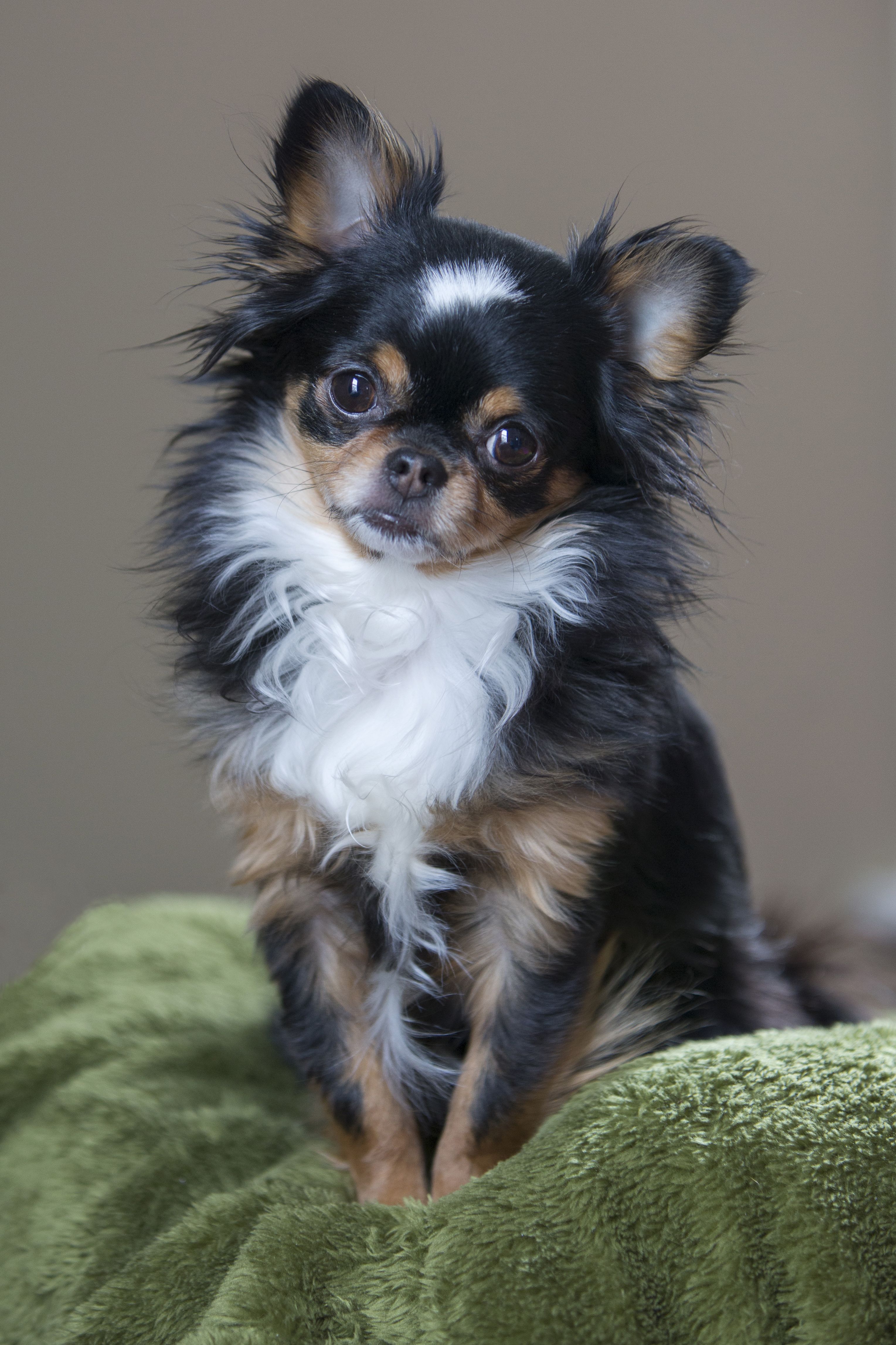 Meet 25 of the Cutest Long Haired Chihuahuas in the World - The Paws