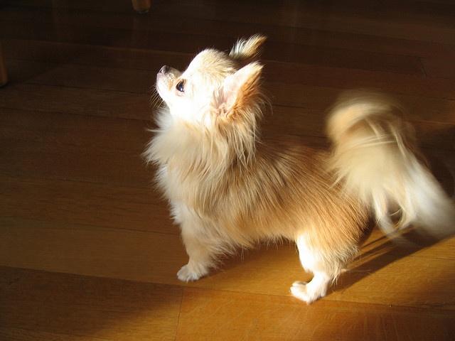 A Long Haired Chihuahua standing on the floor while looking up