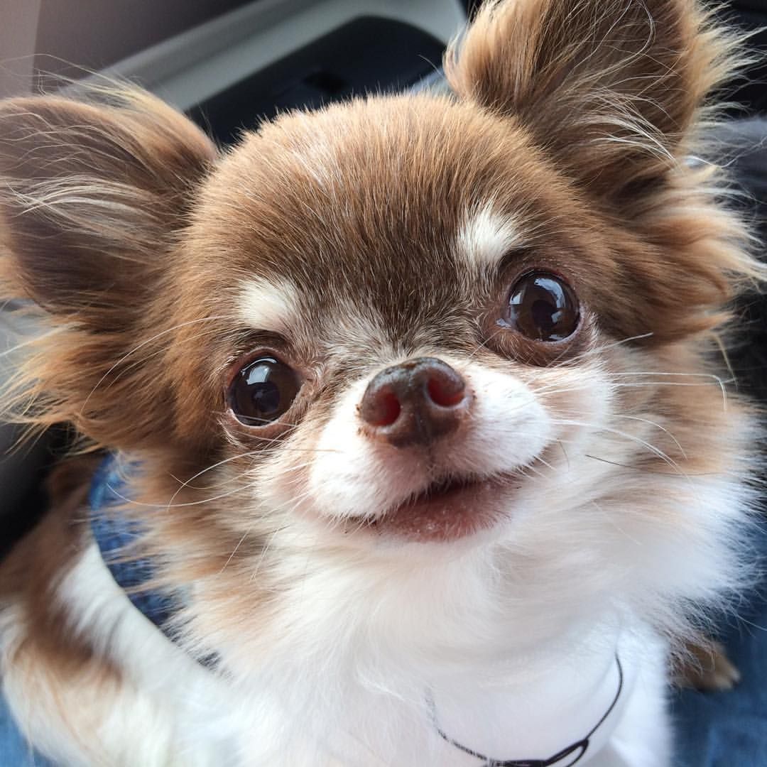 adorable face of a Long Haired Chihuahua