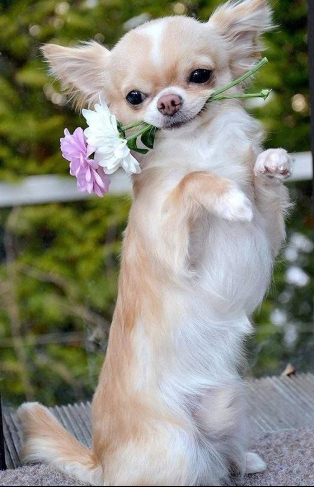A Long Haired Chihuahua standing on the table with flowers in its mouth
