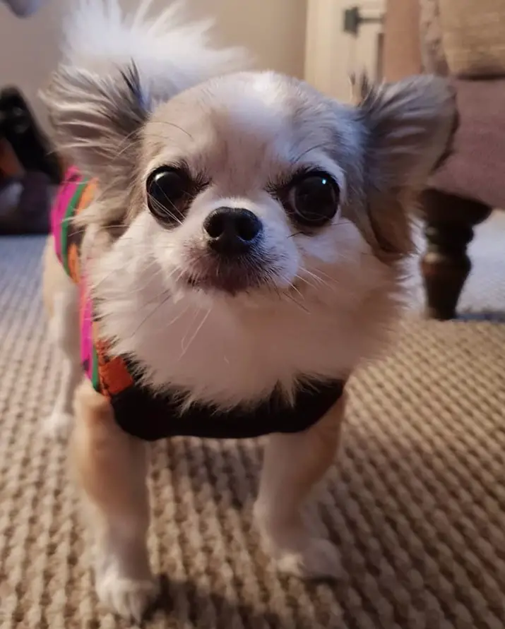 A Long Haired Chihuahua standing on the floor