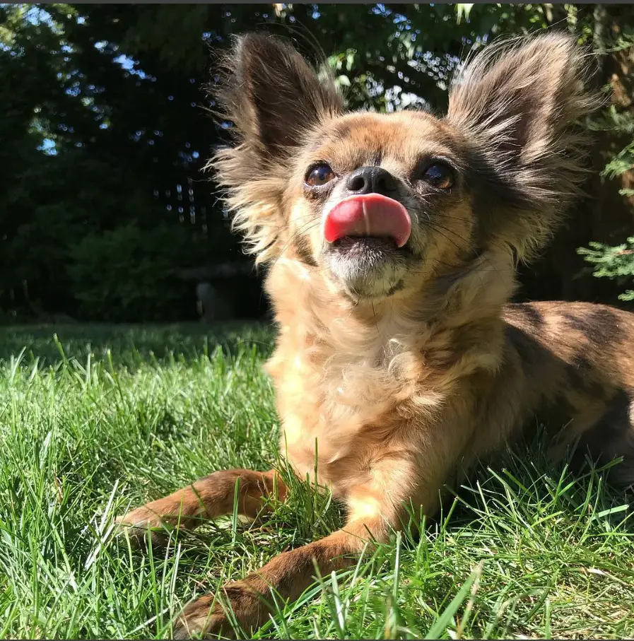 A Long Haired Chihuahua lying on the grass while looking up and licking its mouth