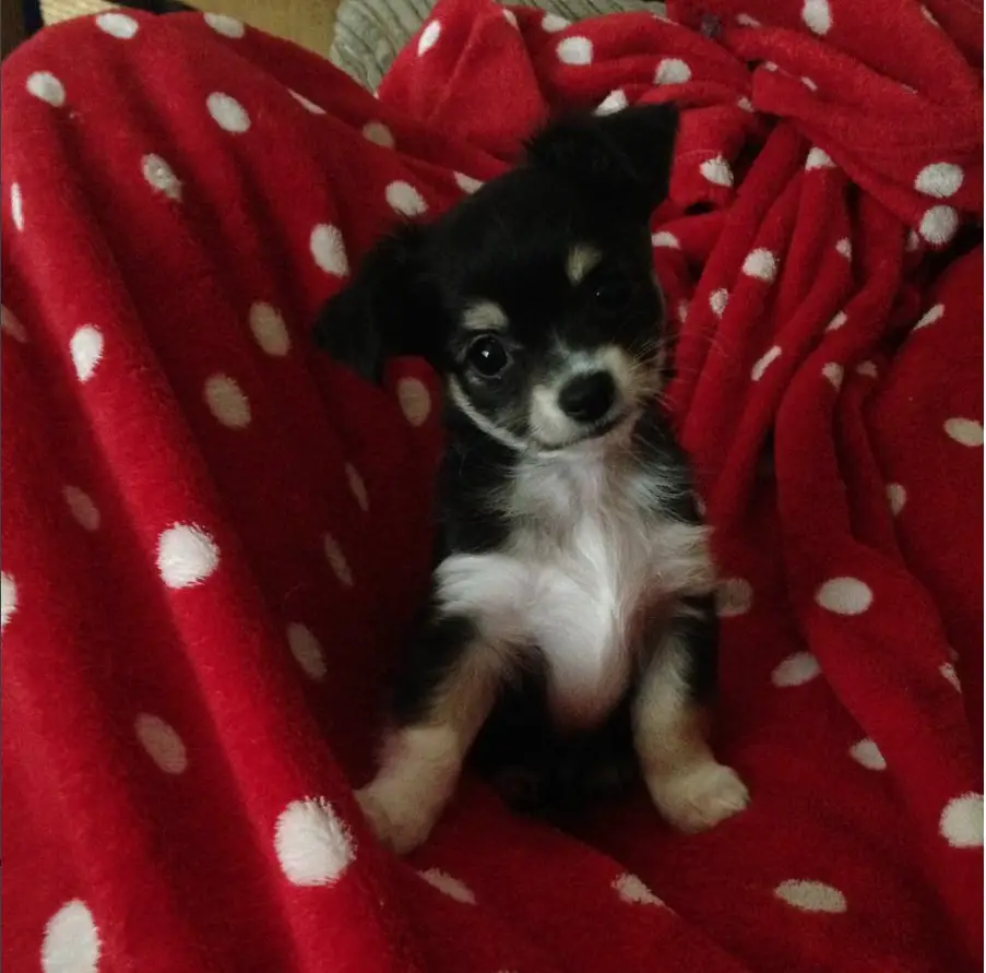A Long Haired Chihuahua sitting on the blanket