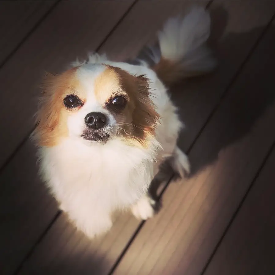 A Long Haired Chihuahua sitting on the floor