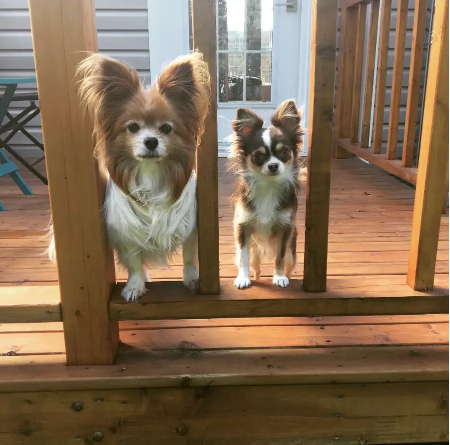 two Long Haired Chihuahua standing in the balcony