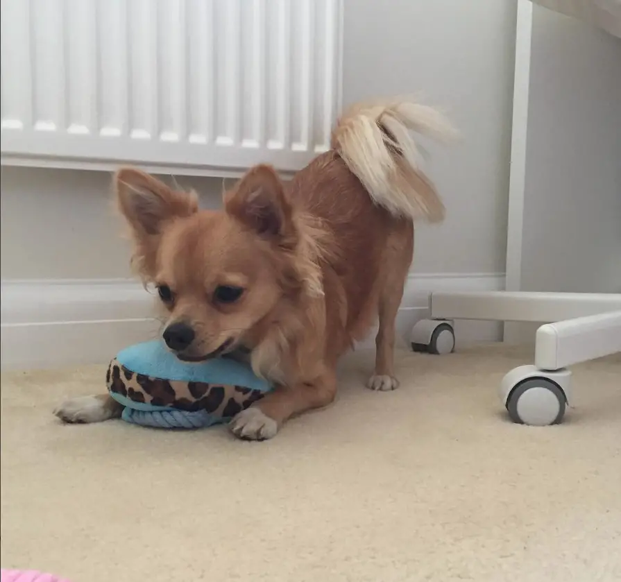 A Long Haired Chihuahua on the floor with its stuffed toy