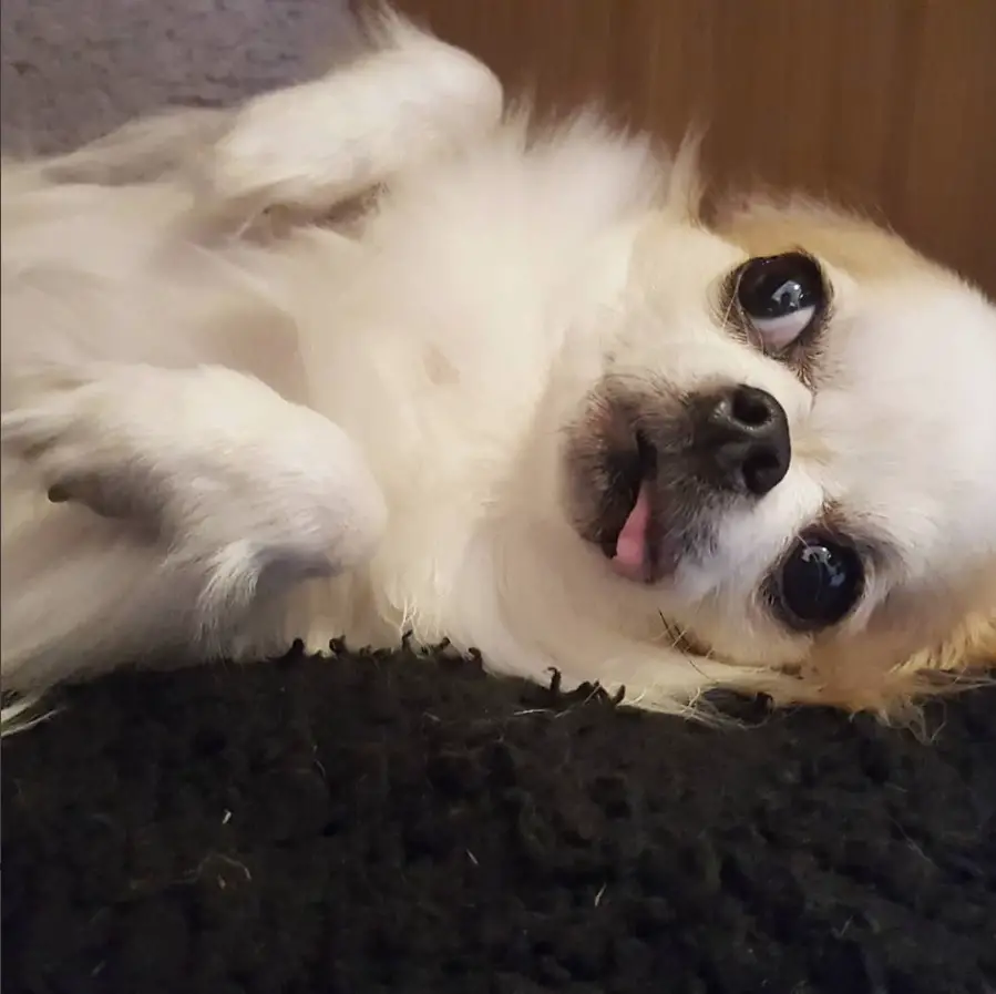 A Long Haired Chihuahua lying on the bed