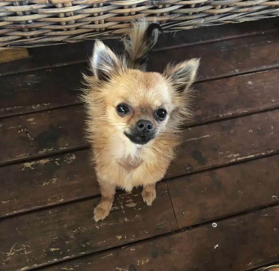 A Long Haired Chihuahua sitting on the wooden floor