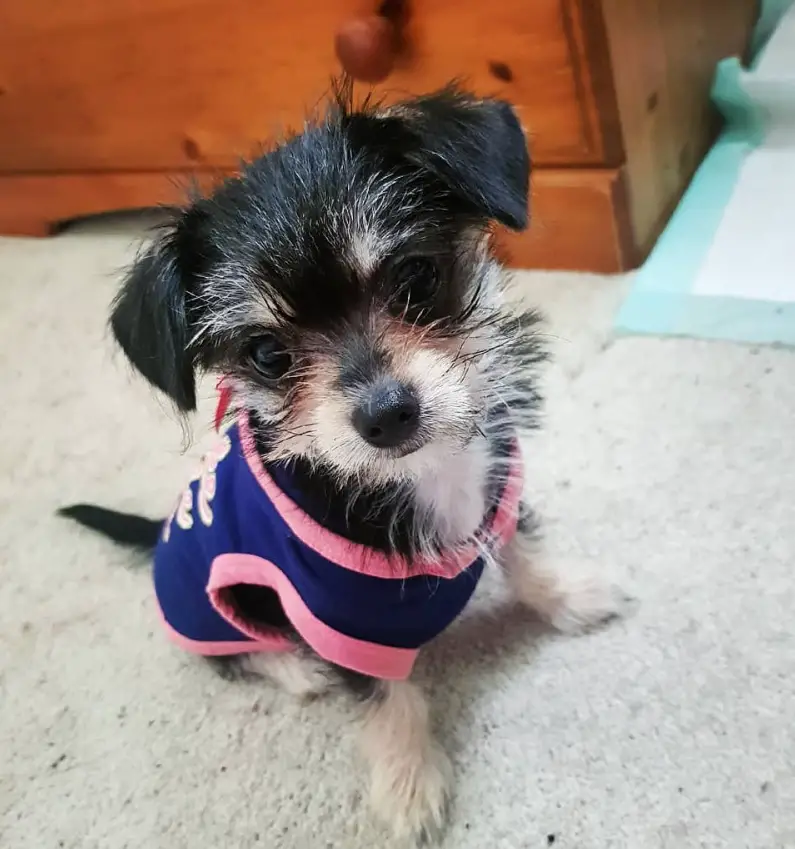 A Malchi puppy wearing sleeveless shirt sitting on the carpet