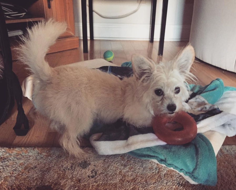 A Malchi lying on the floor with its toys and blanket