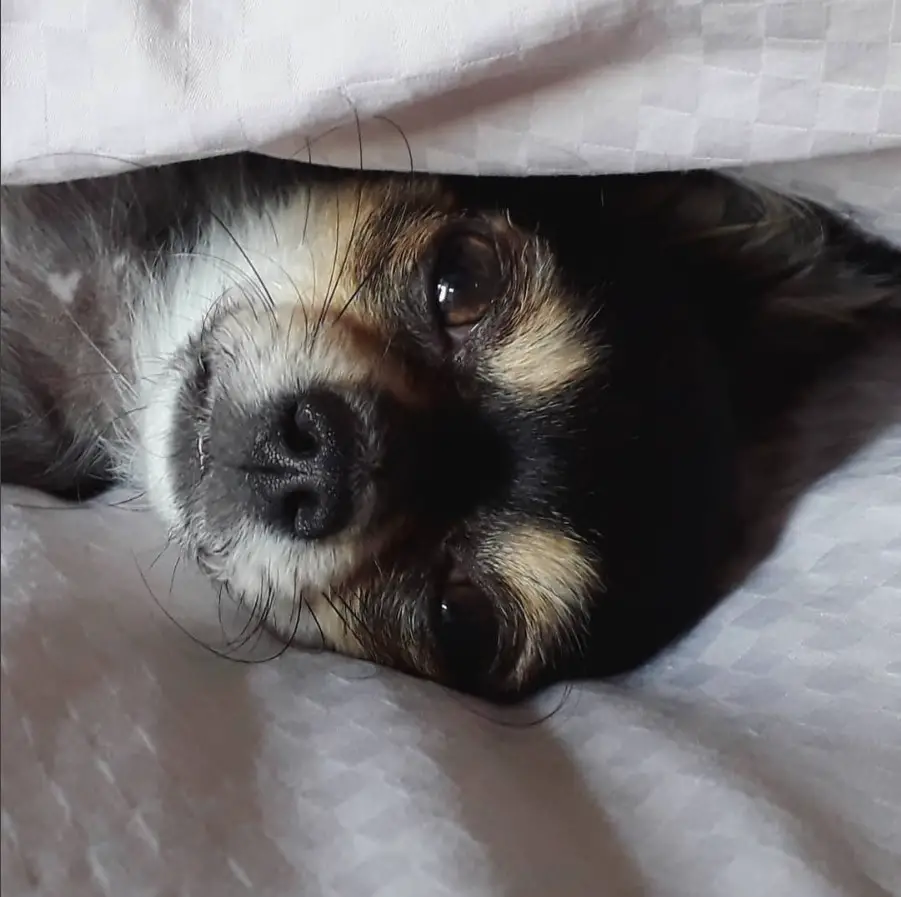 A Teacup Chihuahua snuggled in bed.