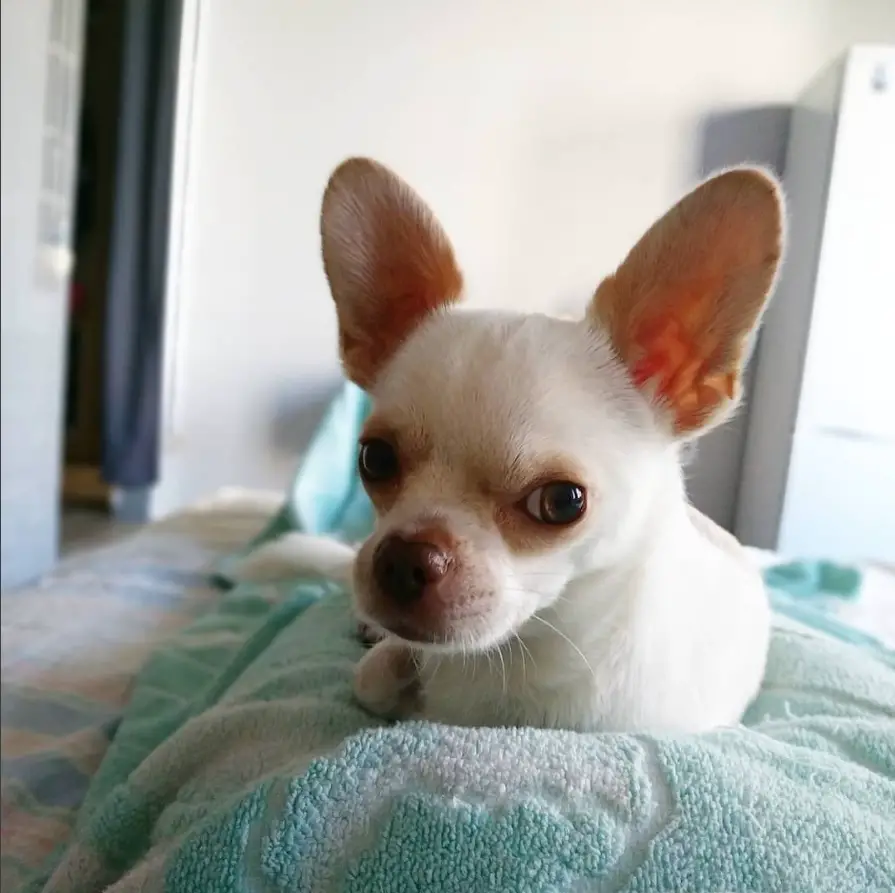 A Teacup Chihuahua lying on the bed