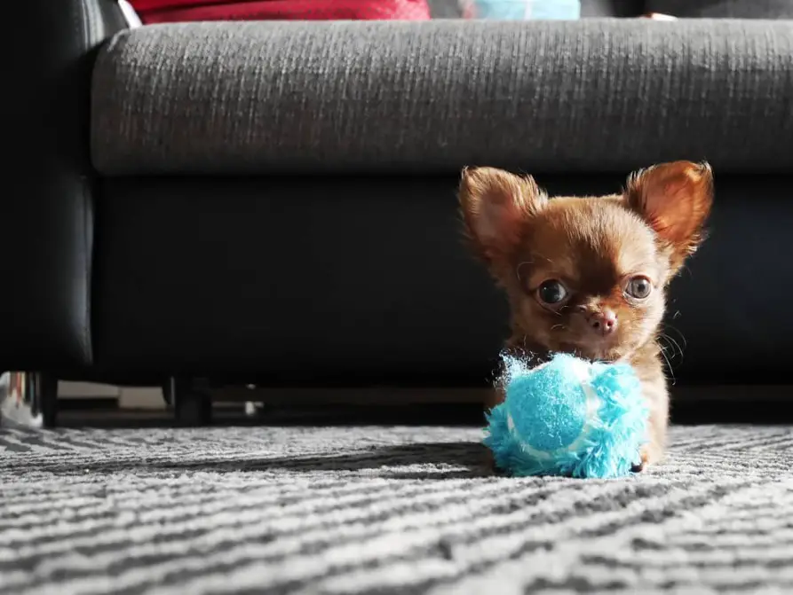 A Teacup Chihuahua lying on the floor with its blue tennis ball