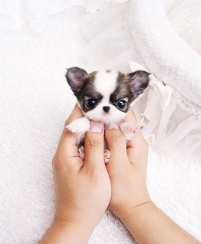 A Teacup Chihuahua puppy being held by a woman