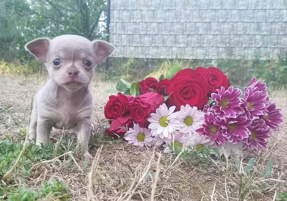 A Teacup Chihuahua standing on the grass next to a bunch of flowers
