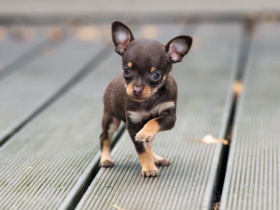 A Teacup Chihuahua walking outdoors