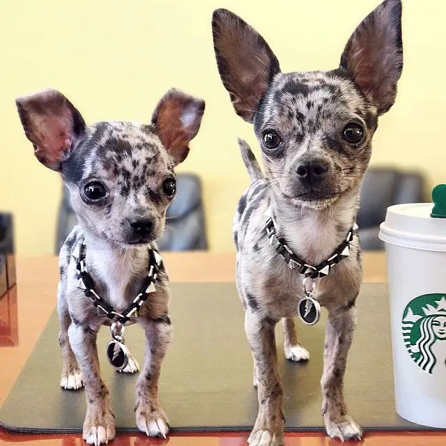 two Teacup Chihuahuas standing on top of the table next to a cup of starbucks coffee