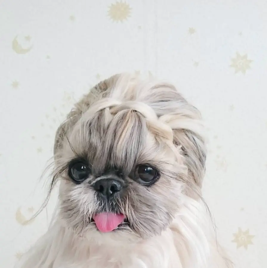 Peke-A-Tzu with a braided hair style around its head and sticking its tongue out