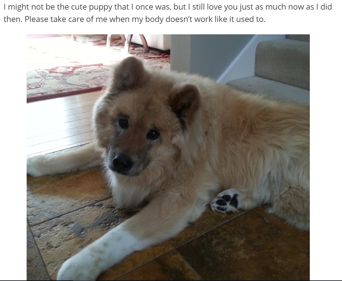 An Akita Inu lying on the floor with its sad face photo with caption - I might not be the cute puppy that I once was, but I still love you just as much now as I did then. Please take care of me when my body doesn't work like it used to.