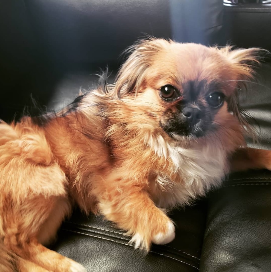 15 Breathtaking Pekingese Chihuahua Mixes Page 3 The Paws